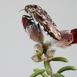 Ethonion cf. reichei Mallee, PL1531, female, on Dillwynia sparsifolia (for photo), EP, 9.4 × 3.8 mm